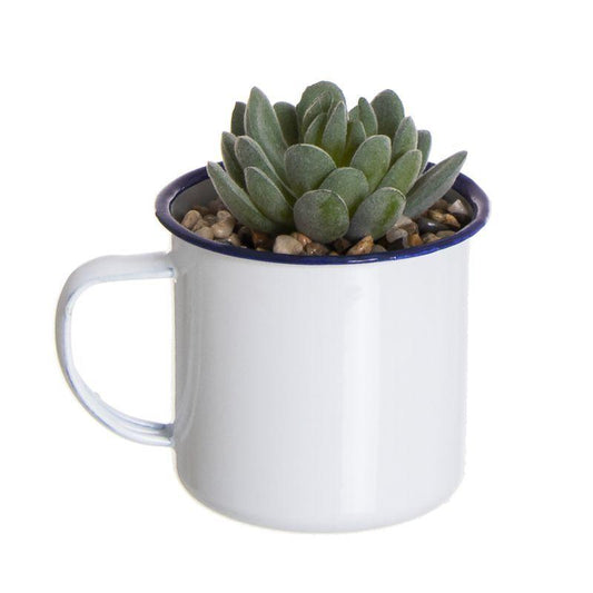 Cactus en Maceta Mug Laton M