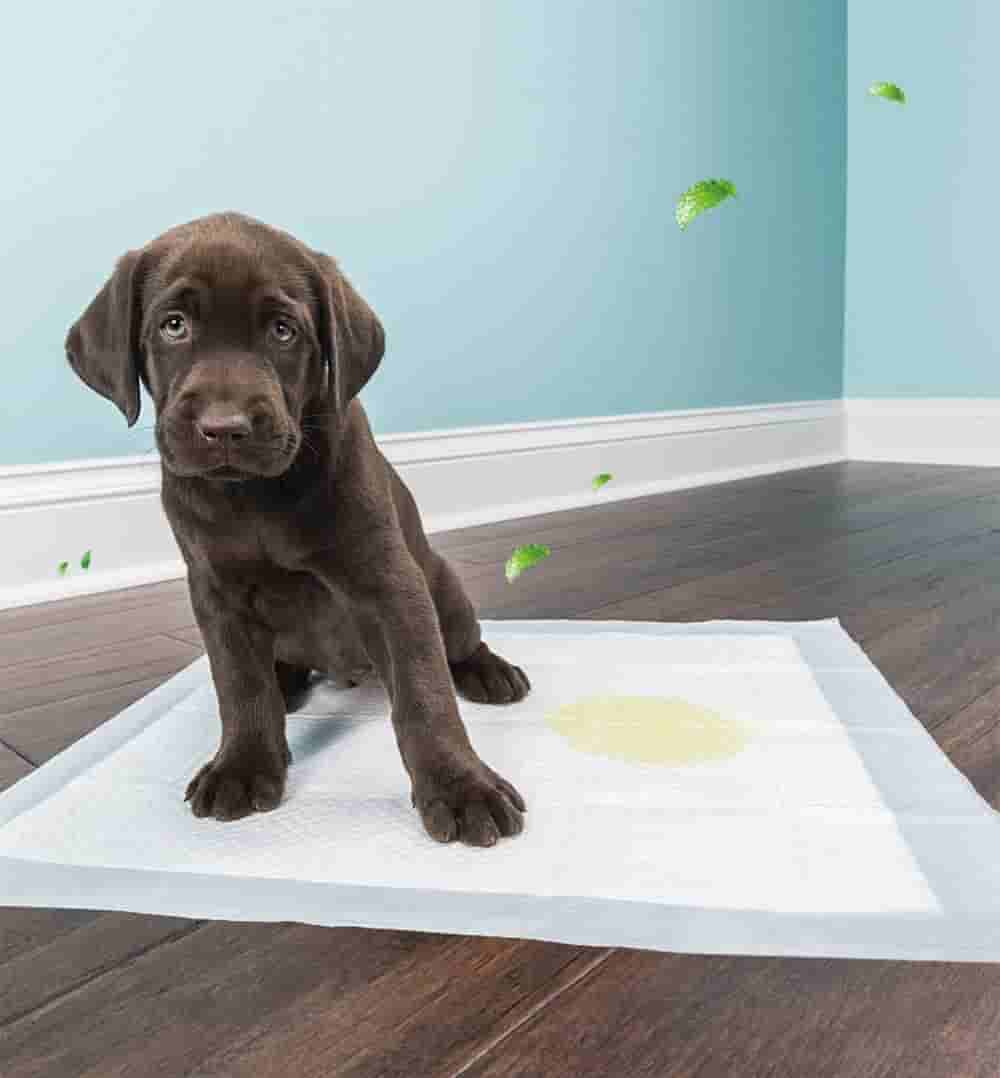 Empapadores de entrenamiento para perros 60X60 cm | 10 Pzs