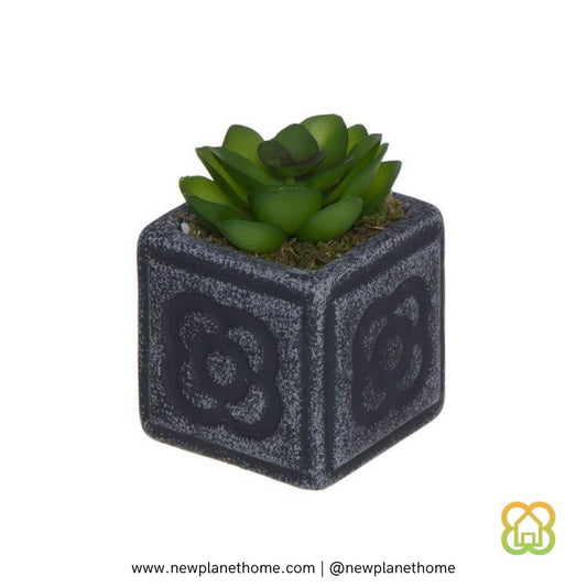 Cactus Maceta Panot M 6x6x6 cm