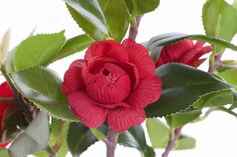 Planta pvc eva 23x18x37 rosal rojo