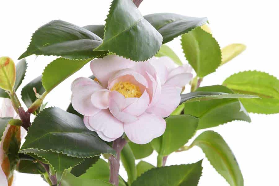 Planta pvc eva 23x18x38 rosal rosa palo